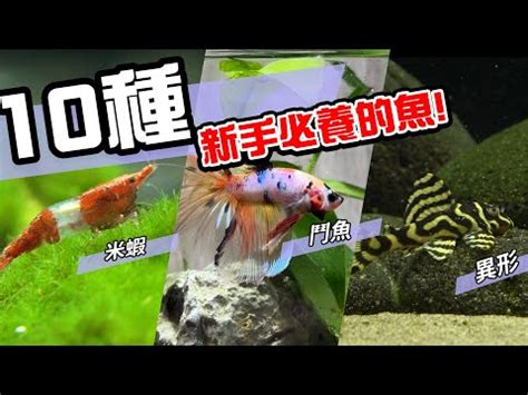 好養觀賞魚|2024年最受歡迎觀賞魚